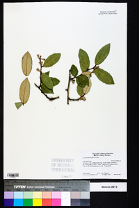 Elaeagnus pungens image