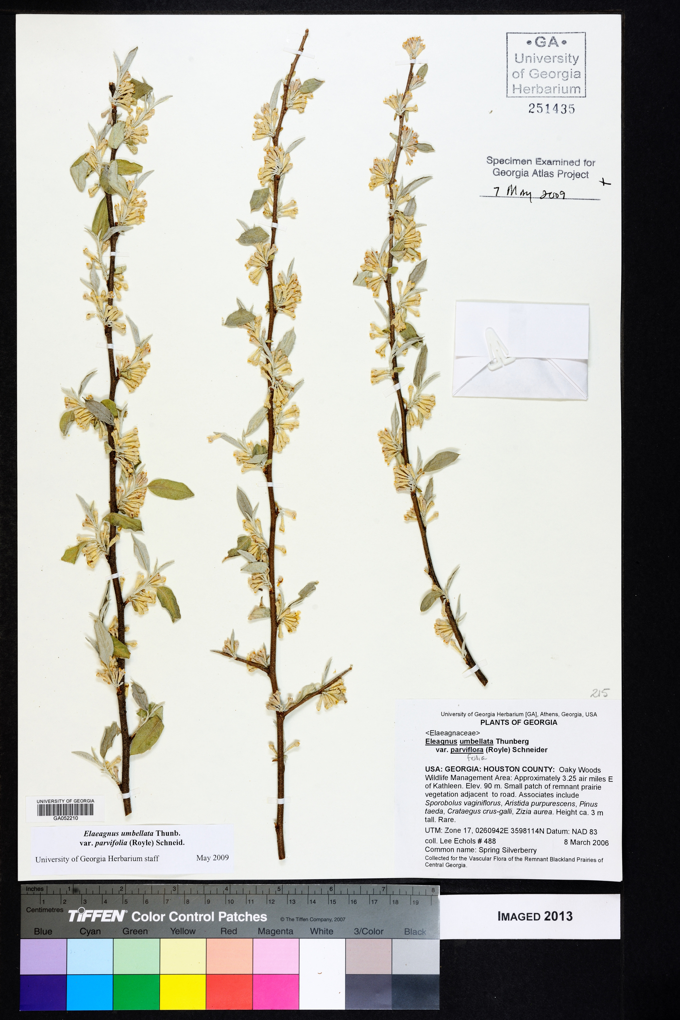 Elaeagnus umbellata var. parvifolia image