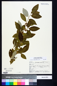 Elaeagnus umbellata var. parvifolia image