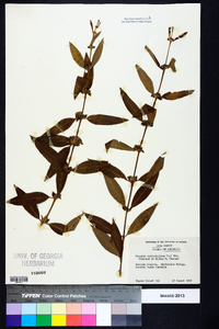 Decodon verticillatus image