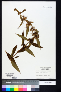 Decodon verticillatus image