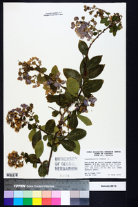 Lagerstroemia indica image