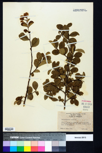 Lagerstroemia indica image