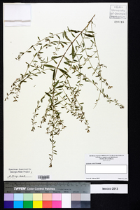 Lythrum curtissii image