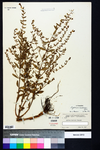 Lythrum curtissii image