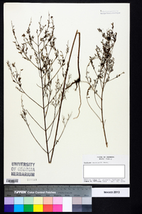 Lythrum curtissii image