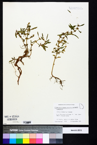 Rotala ramosior image