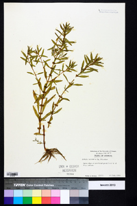 Rotala ramosior image