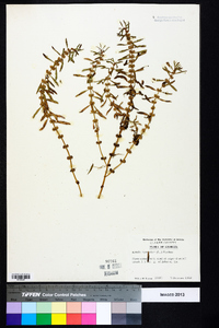 Rotala ramosior image