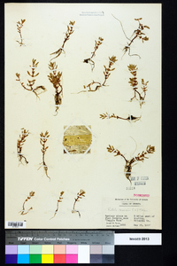 Rotala ramosior image