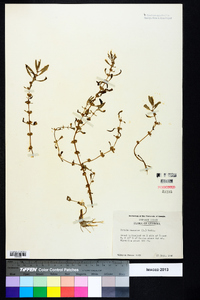 Rotala ramosior image