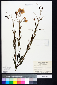 Rhexia alifanus image