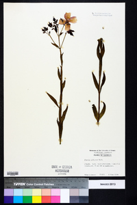 Rhexia alifanus image