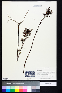 Rhexia lutea image