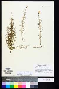 Rhexia mariana var. exalbida image