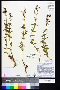 Rhexia mariana var. mariana image