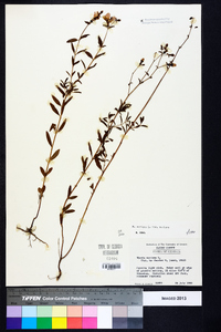 Rhexia mariana var. mariana image