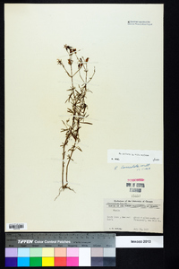 Rhexia mariana var. mariana image