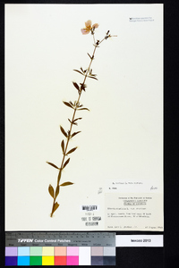 Rhexia mariana var. mariana image