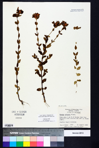 Rhexia petiolata image