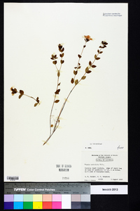 Rhexia petiolata image