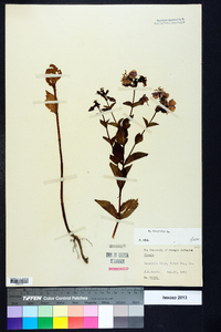 Rhexia virginica image