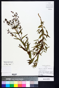 Rhexia virginica image