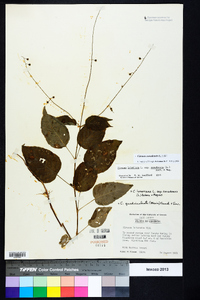 Circaea intermedia image