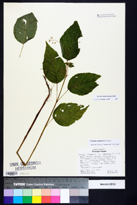 Circaea intermedia image