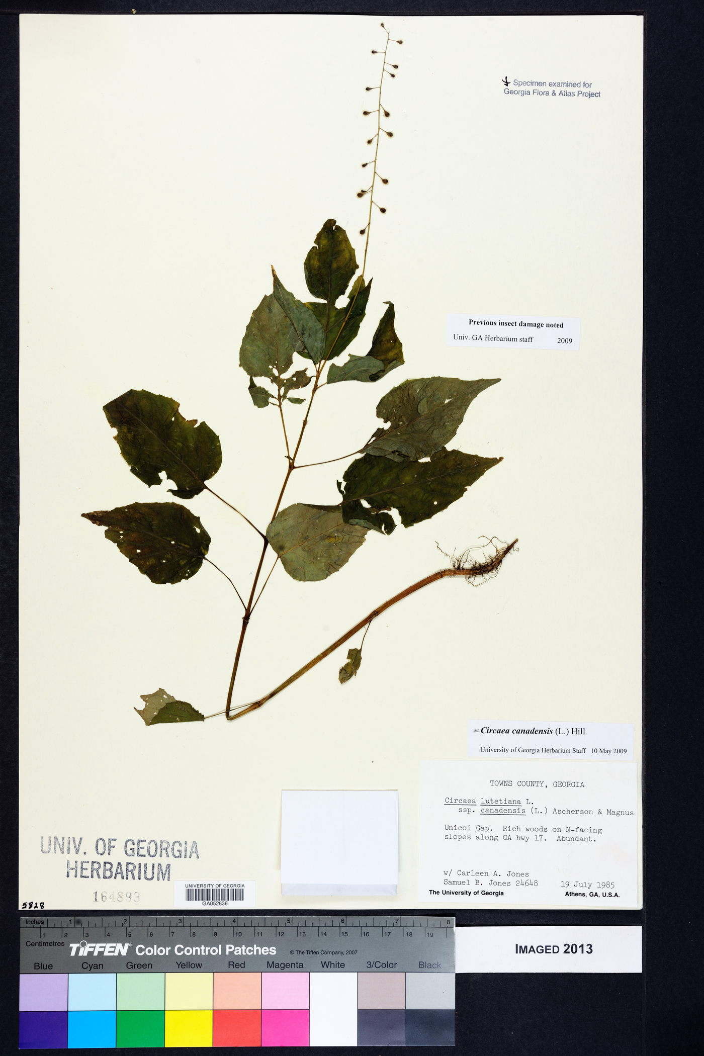 Circaea intermedia image