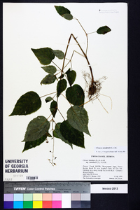 Circaea intermedia image