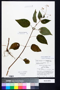 Circaea intermedia image