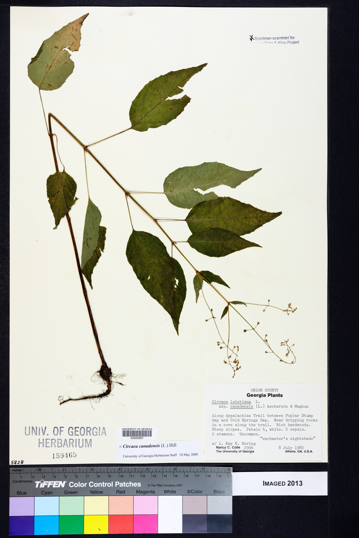 Circaea intermedia image