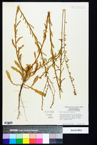 Oenothera simulans image