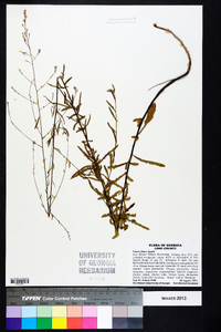 Oenothera filipes image