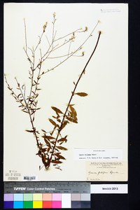 Oenothera filipes image