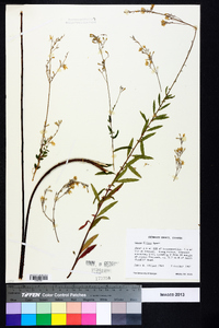 Oenothera filipes image