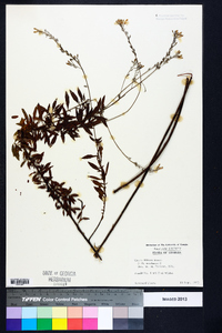 Oenothera filipes image