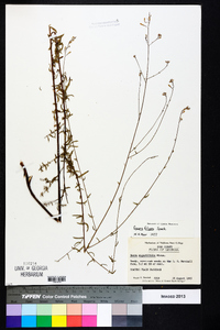 Oenothera filipes image