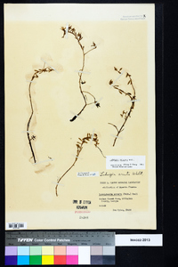 Ludwigia arcuata image