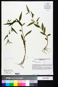 Ludwigia decurrens image