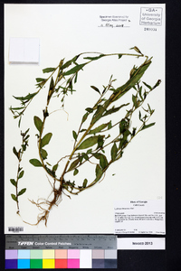 Ludwigia decurrens image