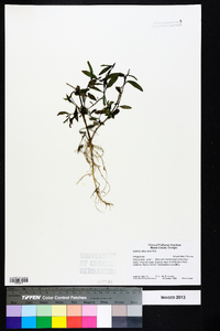 Ludwigia decurrens image