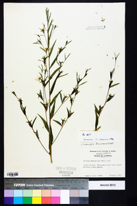 Ludwigia decurrens image