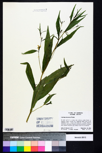 Ludwigia decurrens image