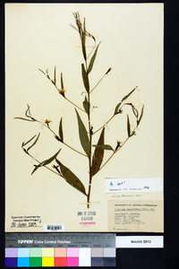 Ludwigia decurrens image