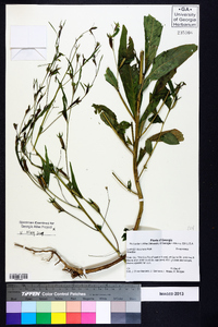 Ludwigia decurrens image