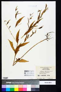 Ludwigia decurrens image