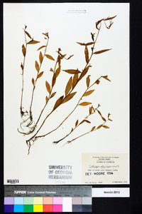 Ludwigia decurrens image