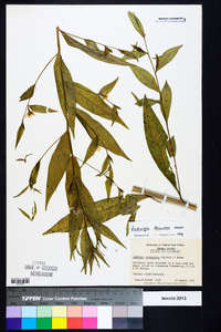 Ludwigia decurrens image